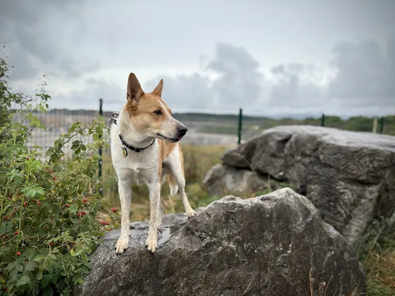 Hund steht auf Stein